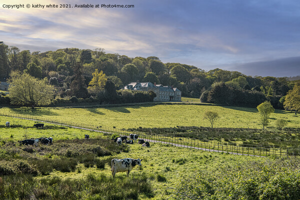 Penrose  farmland and woodland  Cornwall southwest Picture Board by kathy white