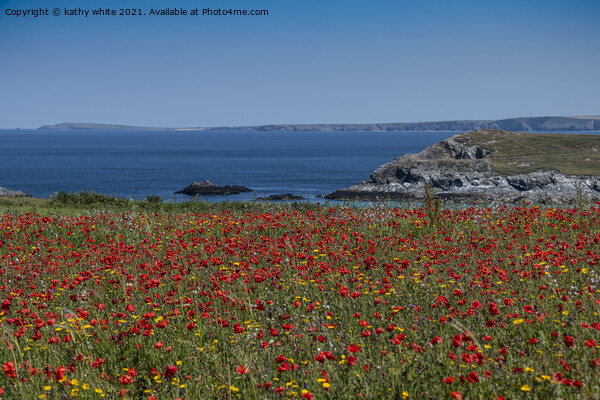 West Pentire ,red poppies,Crantock Beech,  Picture Board by kathy white