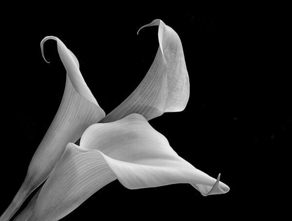 Aurum lily, or, Calla lily Picture Board by kathy white
