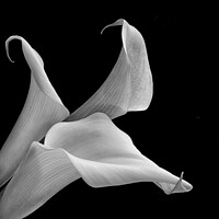 Buy canvas prints of Aurum lily, or, Calla lily by kathy white