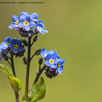 Buy canvas prints of Forget-me-Nots, blue flowers by kathy white