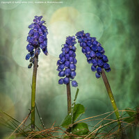 Buy canvas prints of Grape hyacinth spring wildflower in the rain by kathy white