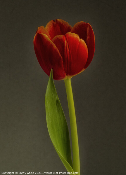 tulip,beautiful Red Tulip Flower Picture Board by kathy white
