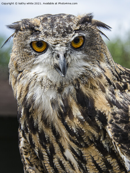 Majestic Eurasian Eagle Owl Picture Board by kathy white