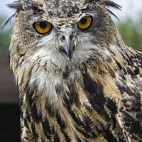 Buy canvas prints of Majestic Eurasian Eagle Owl by kathy white