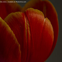Buy canvas prints of tulip,close up of a red tulip by kathy white