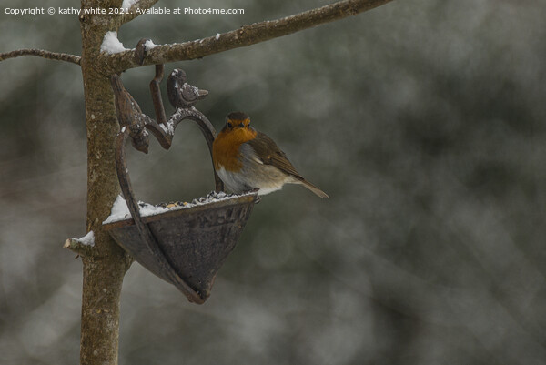 Robin in Snow, Robin Red breast perching in the sn Picture Board by kathy white