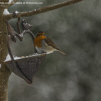Buy canvas prints of Robin in Snow, Robin Red breast perching in the sn by kathy white