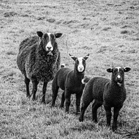 Buy canvas prints of black sheep,mother and lambs by kathy white