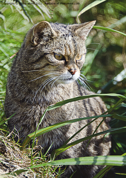 The Scottish wildcat Picture Board by kathy white