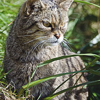 Buy canvas prints of The Scottish wildcat by kathy white