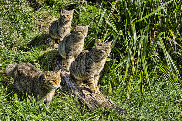 A family of The Scottish wildcats Picture Board by kathy white