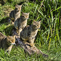 Buy canvas prints of A family of The Scottish wildcats by kathy white