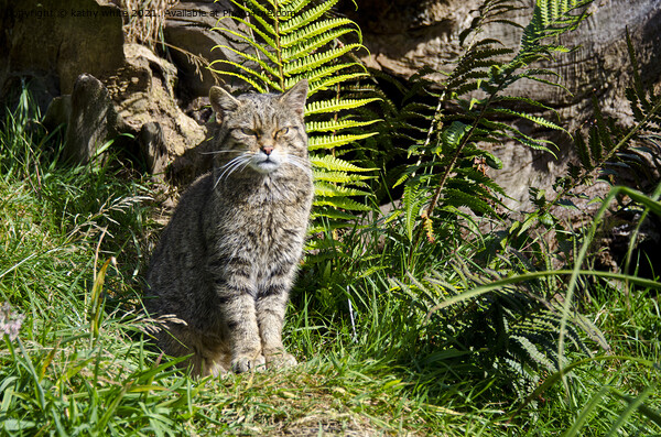  Scottish wildcat Picture Board by kathy white