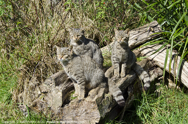 Scottish wildcat kittens Picture Board by kathy white