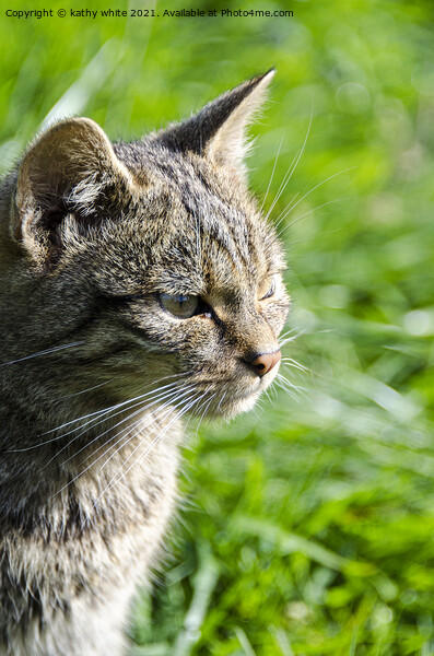 Scottish wildcat, beautiful cat Picture Board by kathy white