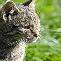 Buy canvas prints of Scottish wildcat, beautiful cat by kathy white