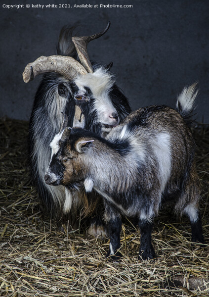 Two beautiful goats Picture Board by kathy white