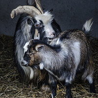 Buy canvas prints of Two beautiful goats by kathy white