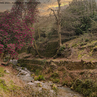 Buy canvas prints of St Austell,Menacuddle Well. waterfall and azalea t by kathy white