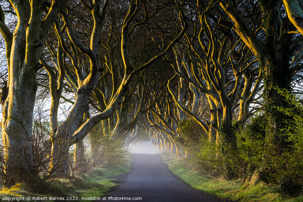 The Dark Hedges at Dawn Picture Board by Lrd Robert Barnes