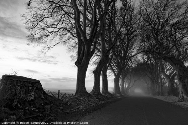 The Dark Hedges Picture Board by Lrd Robert Barnes