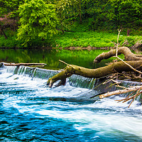 Buy canvas prints of Logs on the River Wear by Lrd Robert Barnes