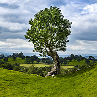 Buy canvas prints of The Lonely Tree by Lrd Robert Barnes