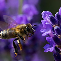 Buy canvas prints of Honey Bee by Clive Rees