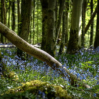 Buy canvas prints of Bluebell display by Clive Rees