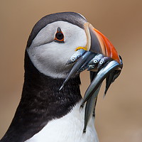Buy canvas prints of Puffin by Clive Rees