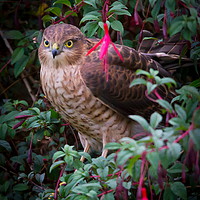 Buy canvas prints of Sparrowhawk perched by Clive Rees
