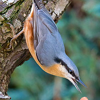 Buy canvas prints of Nuthatch dropping Nut by Clive Rees