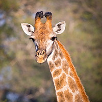 Buy canvas prints of Giraffe  by Clive Rees