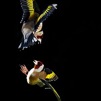 Buy canvas prints of Goldfinch Fight by Clive Rees