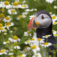 Buy canvas prints of Flowery Puffin by Clive Rees