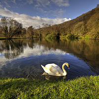Buy canvas prints of Swan Lake by Clive Rees