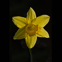 Buy canvas prints of Daffodil by Clive Rees