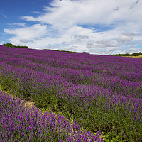 Buy canvas prints of Field of Lavender by Clive Rees