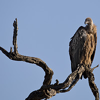 Buy canvas prints of White Backed Vulture by Clive Rees