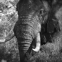 Buy canvas prints of African Elephant by Clive Rees