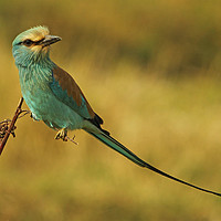 Buy canvas prints of Abyssinian Roller by Ant Marriott