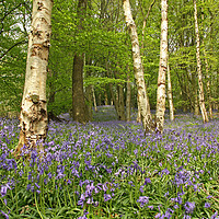 Buy canvas prints of Bluebells & Silver Birch. by Ant Marriott