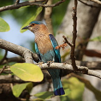 Buy canvas prints of Indian Roller. by Ant Marriott