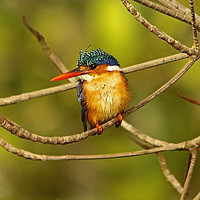Buy canvas prints of Malachite Kingfisher - Alcedo cristata by Ant Marriott