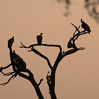 Buy canvas prints of Vultures in sunrise silhouette. by Ant Marriott