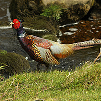 Buy canvas prints of Pheasant - Phasianus colchicus by Ant Marriott
