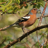 Buy canvas prints of Chaffinch - Fringilla coelebs by Ant Marriott