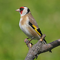 Buy canvas prints of Goldfinch - Carduelis carduelis by Ant Marriott