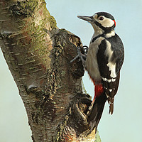 Buy canvas prints of Great spotted woodpecker - Dendrocopos major by Ant Marriott